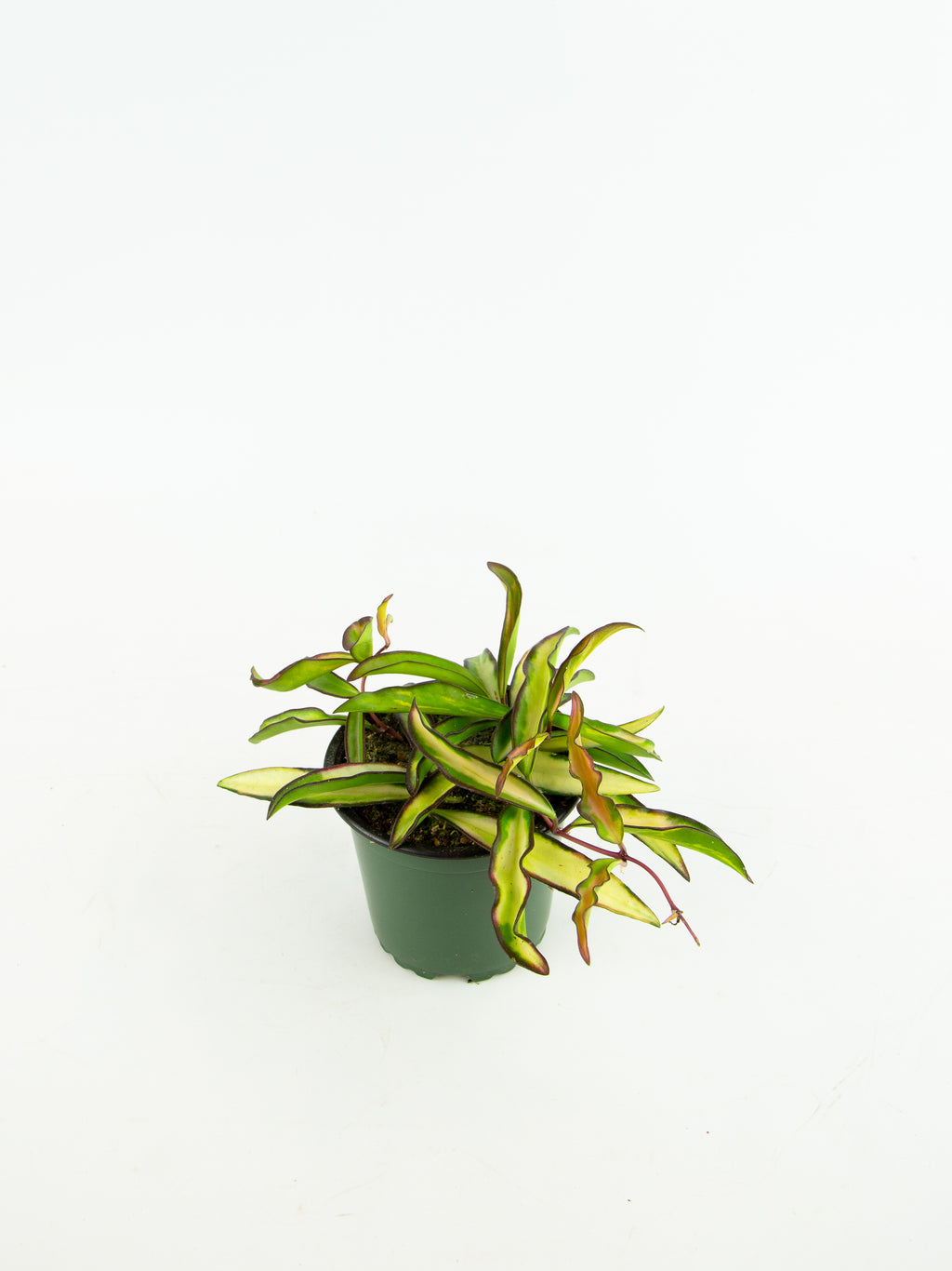 Hoya wayetii variegata – ARIUM BOTANICALS