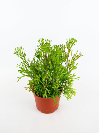 Hatiora salicornioides