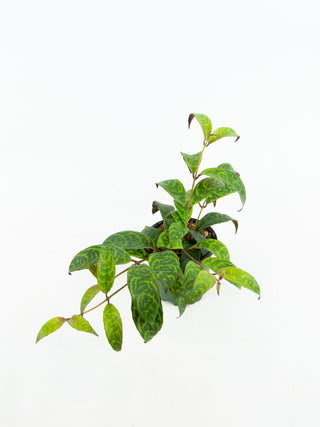 Aeschynanthus longicaulis 'Lipstick Plant'