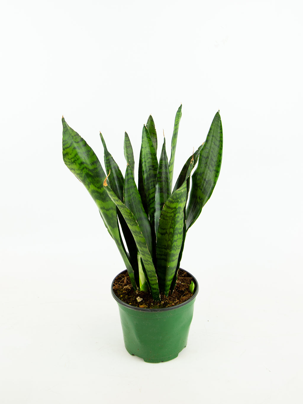 dracaena trifasciata oxygen Dracaena trifasciata – ARIUM BOTANICALS