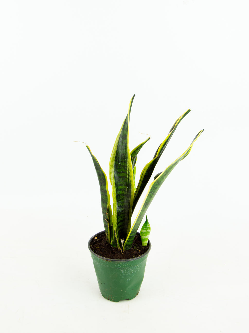 dracaena trifasciata vs sansevieria laurentii Dracaena trifasciata 'laurentii' – ARIUM BOTANICALS