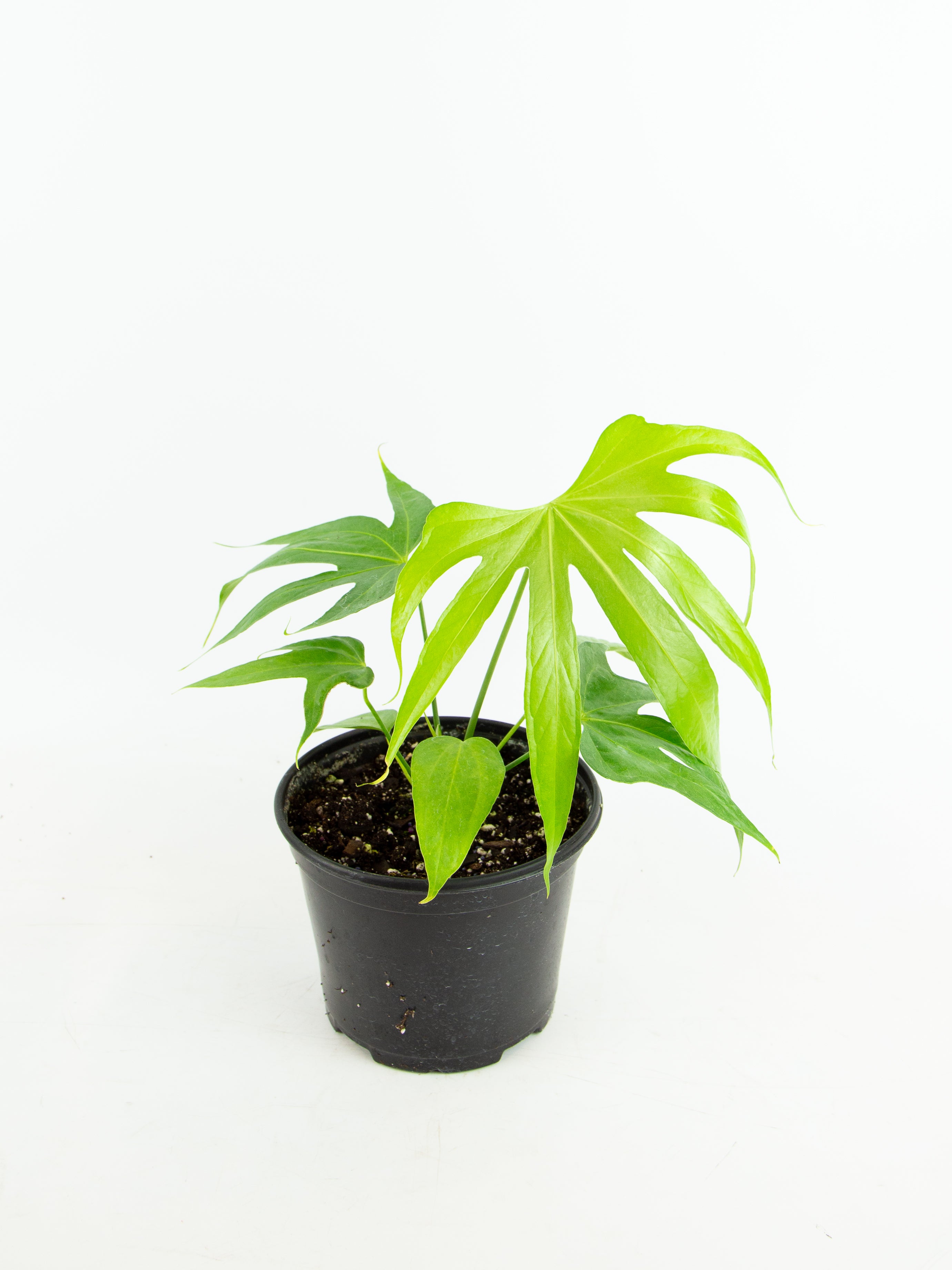 Anthurium pedatoradiatum – ARIUM BOTANICALS