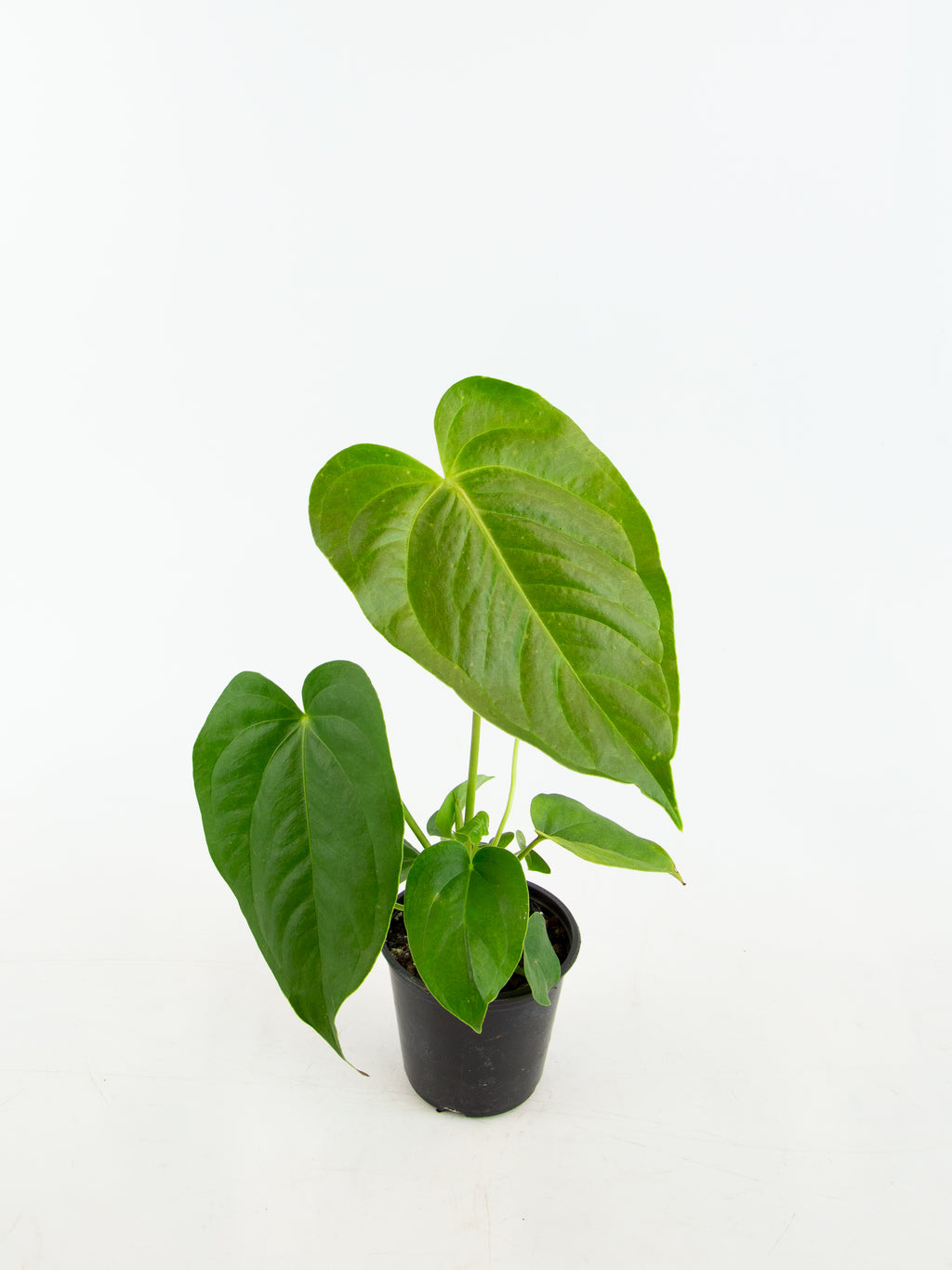 anthurium veitchii x andraeanum Anthurium veitchii x moodeanum – ARIUM BOTANICALS