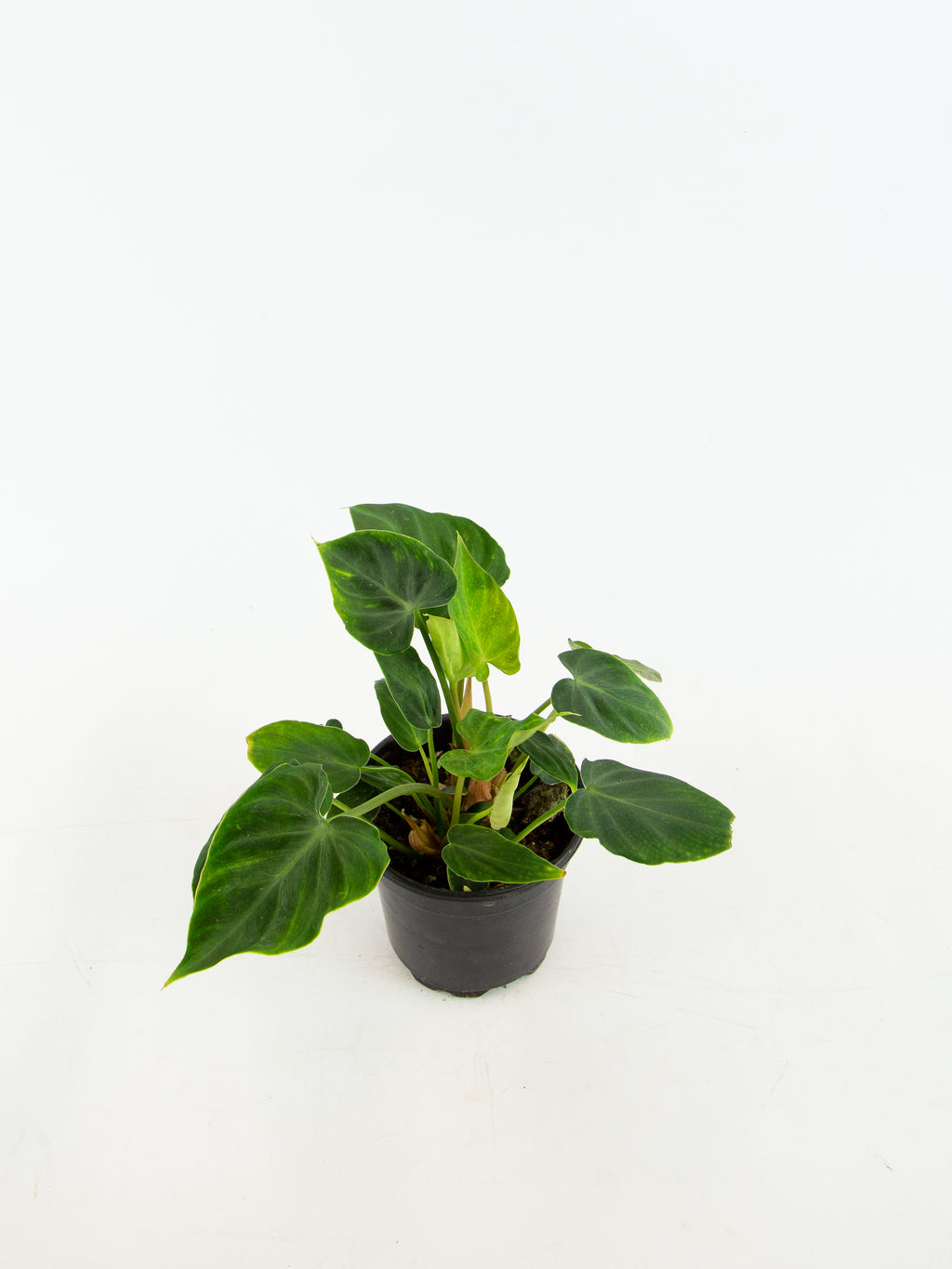 Philodendron verrucosum – ARIUM BOTANICALS