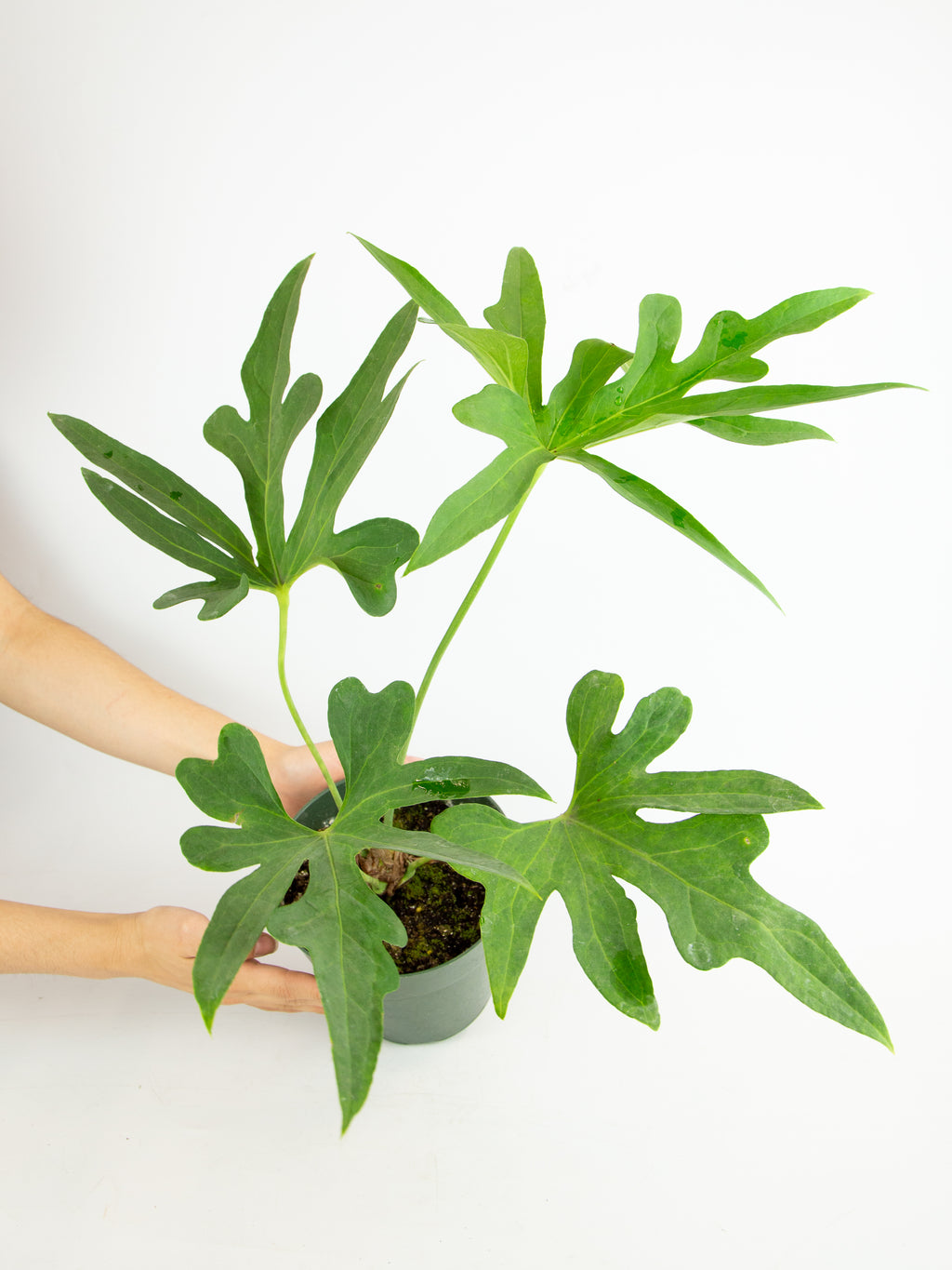 6” Anthurium Podophyllum main image 1
