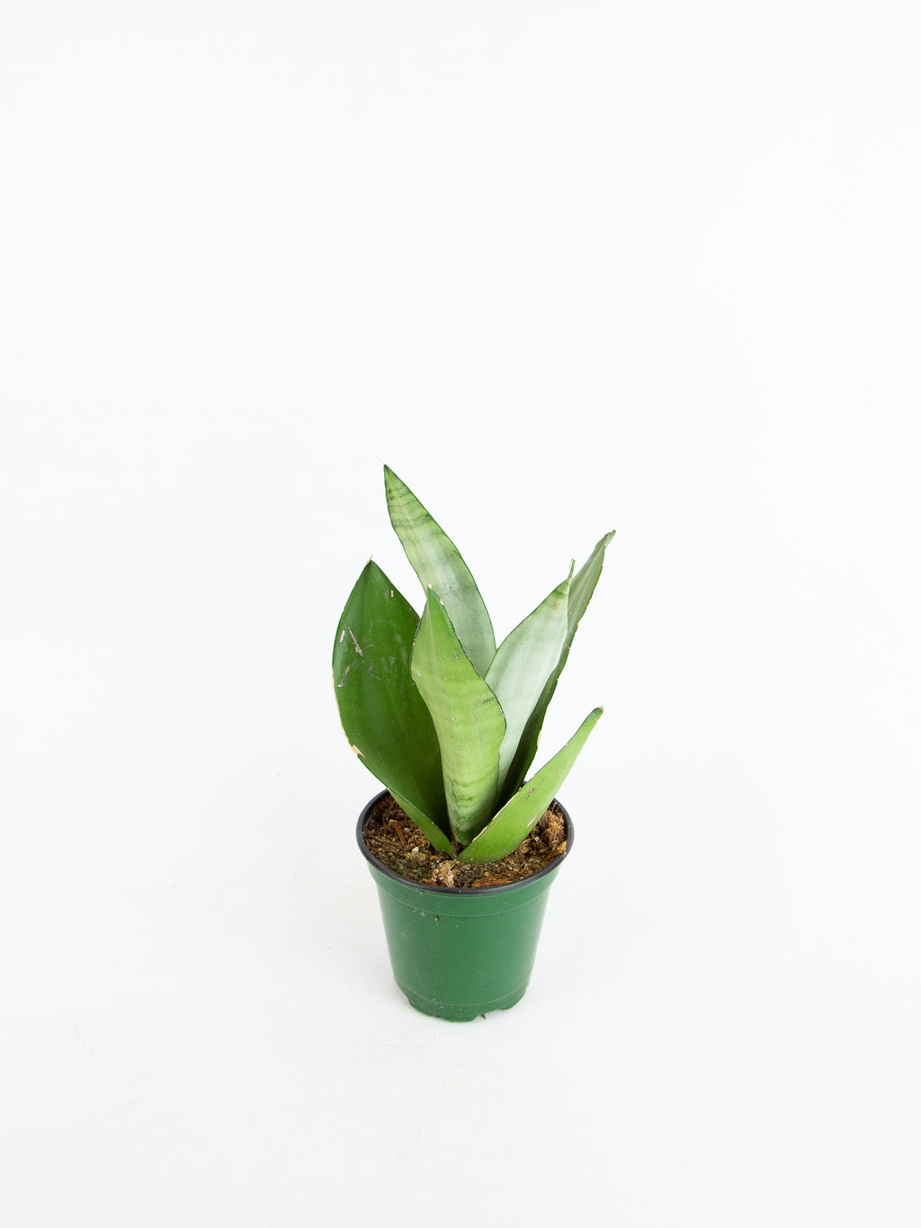 dracaena moonshine Dracaena ‘Moonshine’
