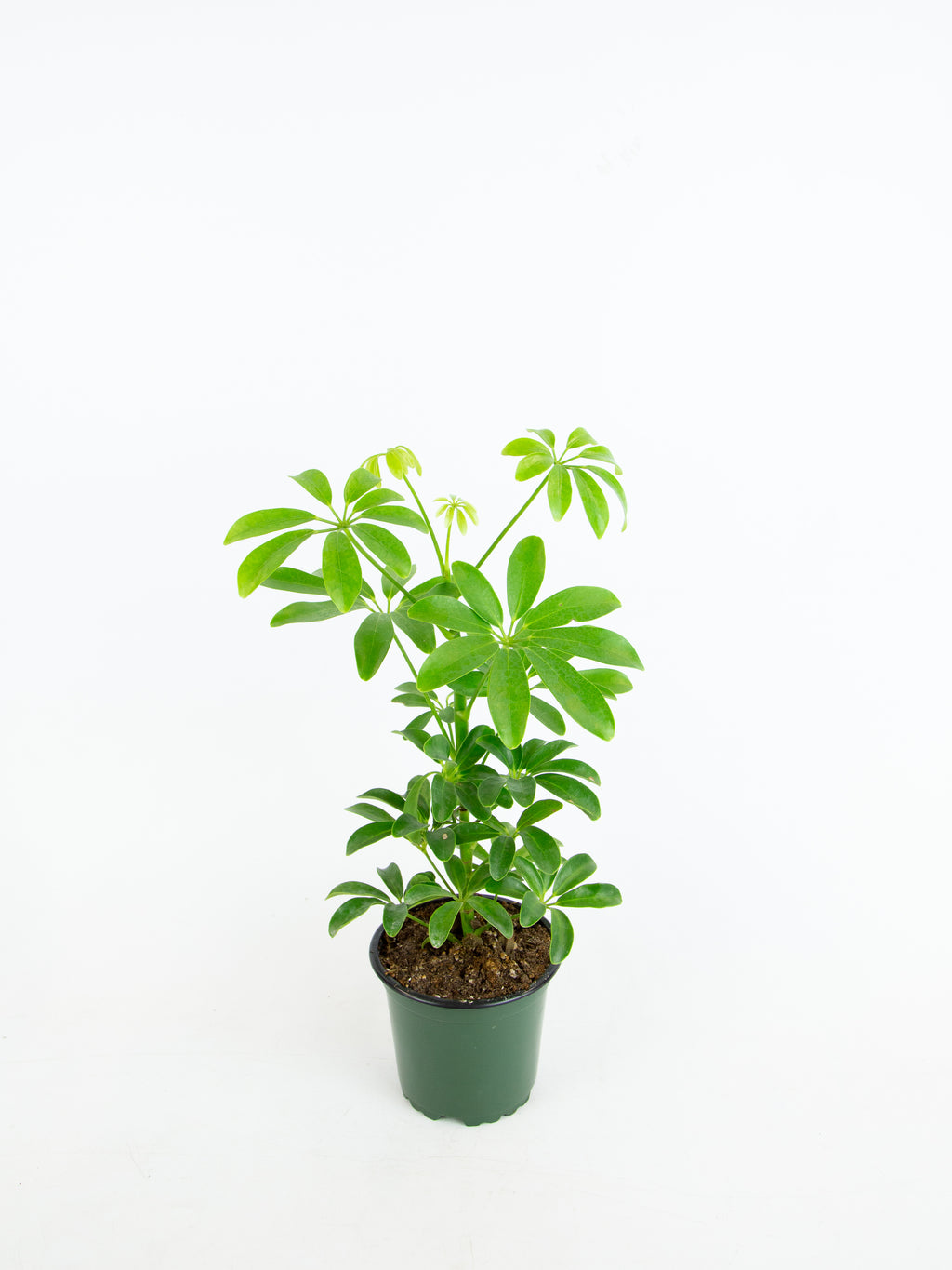 like a schefflera arboricola Schefflera arboricola