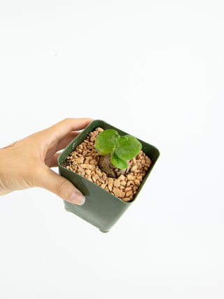 Dioscorea elephantipes