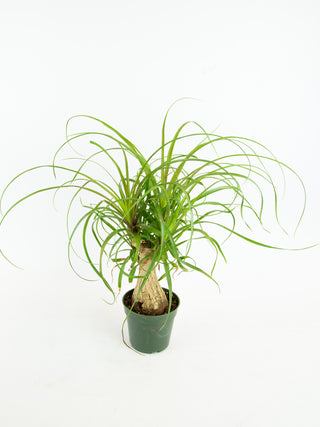 Beaucarnea recurvata 'Ponytail Palm'