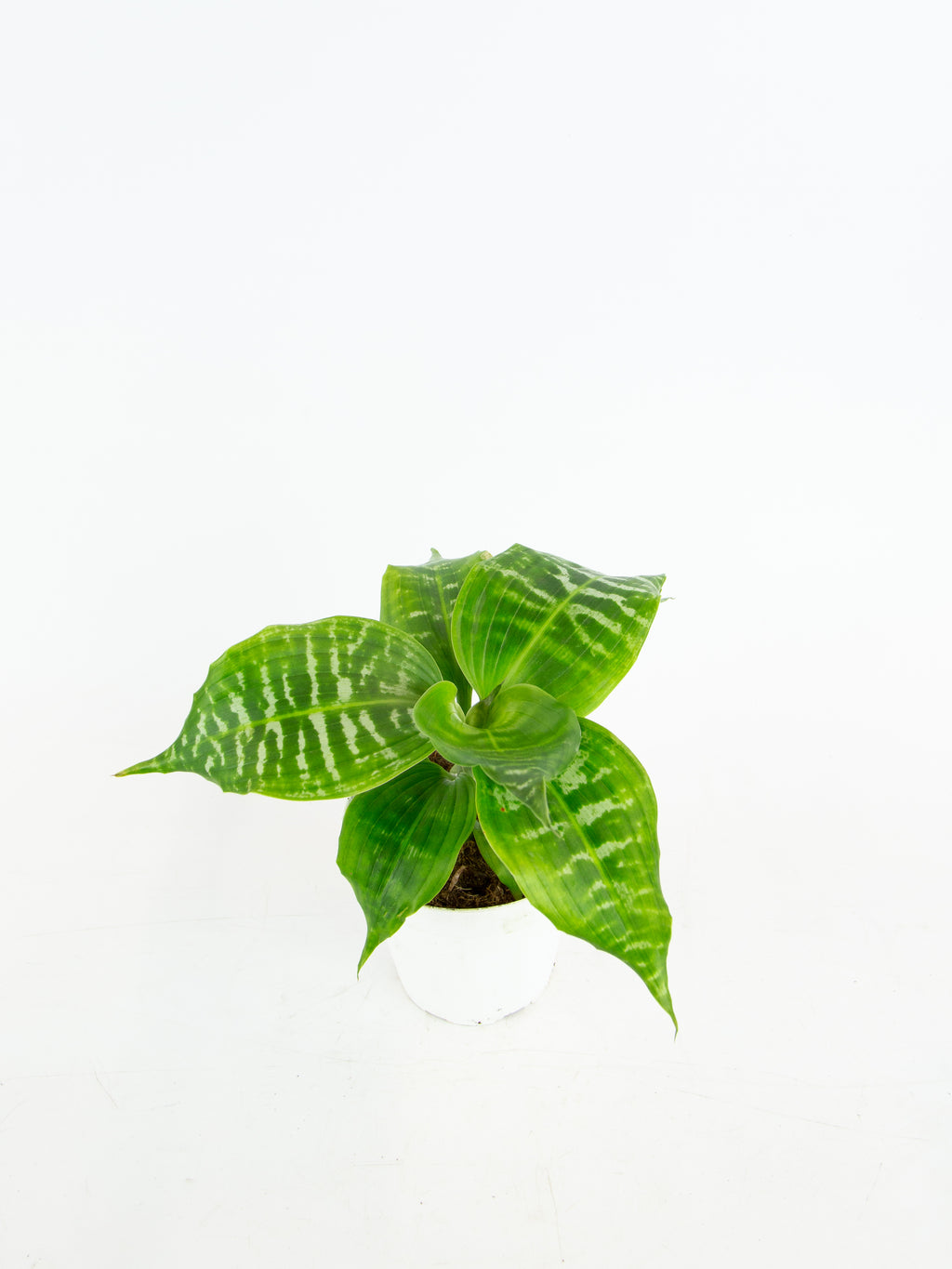 Dracaena goldieana – ARIUM BOTANICALS