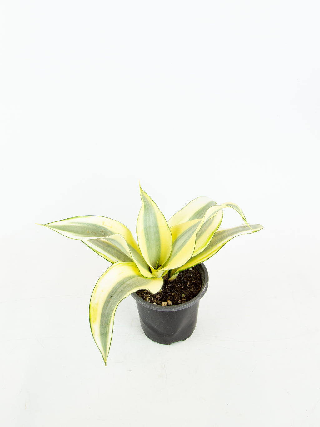 Dracaena trifasciata 'ghost' – ARIUM BOTANICALS