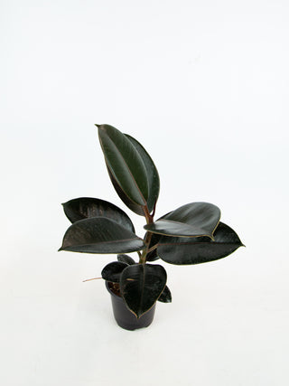 Ficus elastica 'Burgundy'