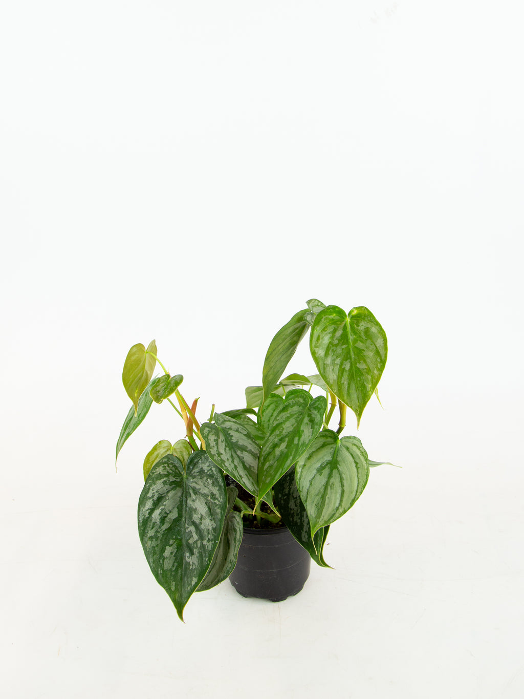 Philodendron brandtianum – ARIUM BOTANICALS