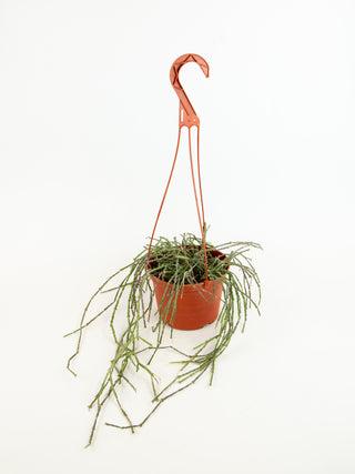 Cynanchum marnierianum