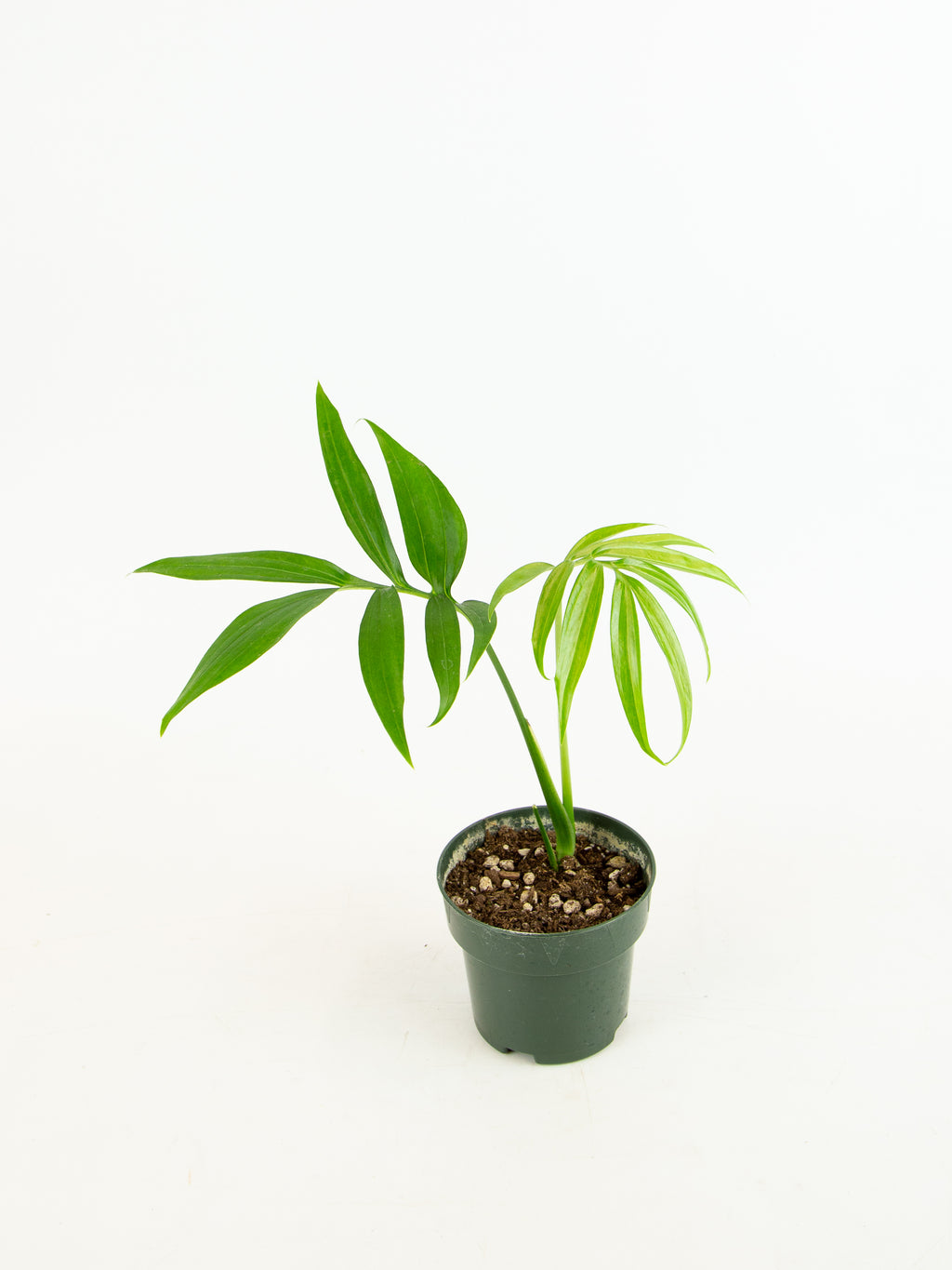 monstera subpinnata Monstera subpinnata