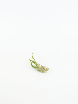Assorted Tillandsia 'Air Plants'