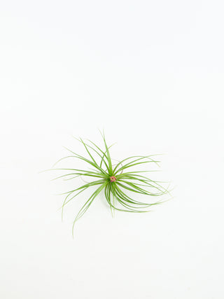 Assorted Tillandsia 'Air Plants'