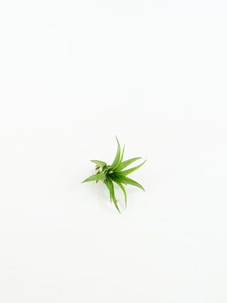 Assorted Tillandsia 'Air Plants'