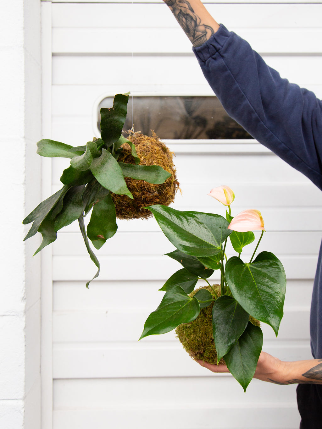 Kokedama (苔玉) Workshop – ARIUM BOTANICALS