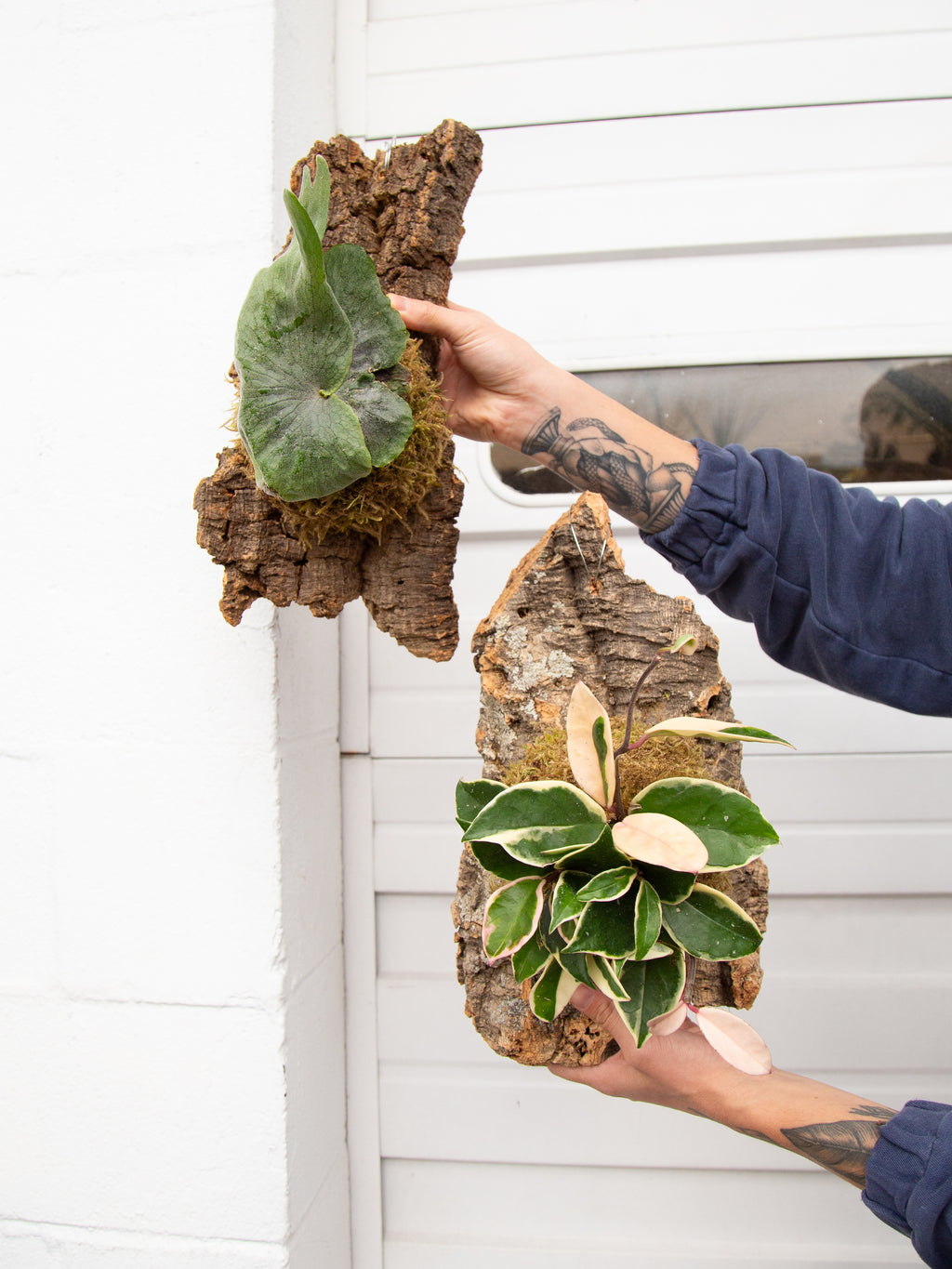 ac moore hanging plants Plant Mounting Workshop – ARIUM BOTANICALS