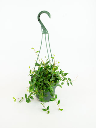 Peperomia angulata