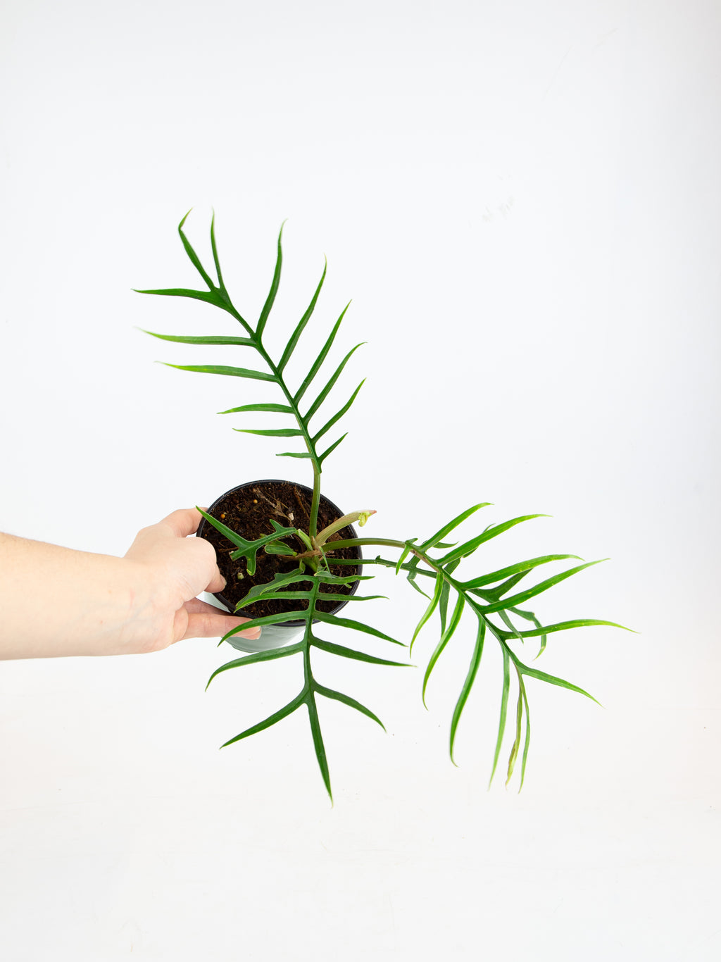 Philodendron tortum  ARIUM BOTANICALS