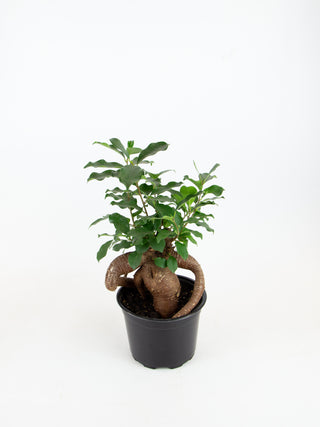 Ficus microcarpa