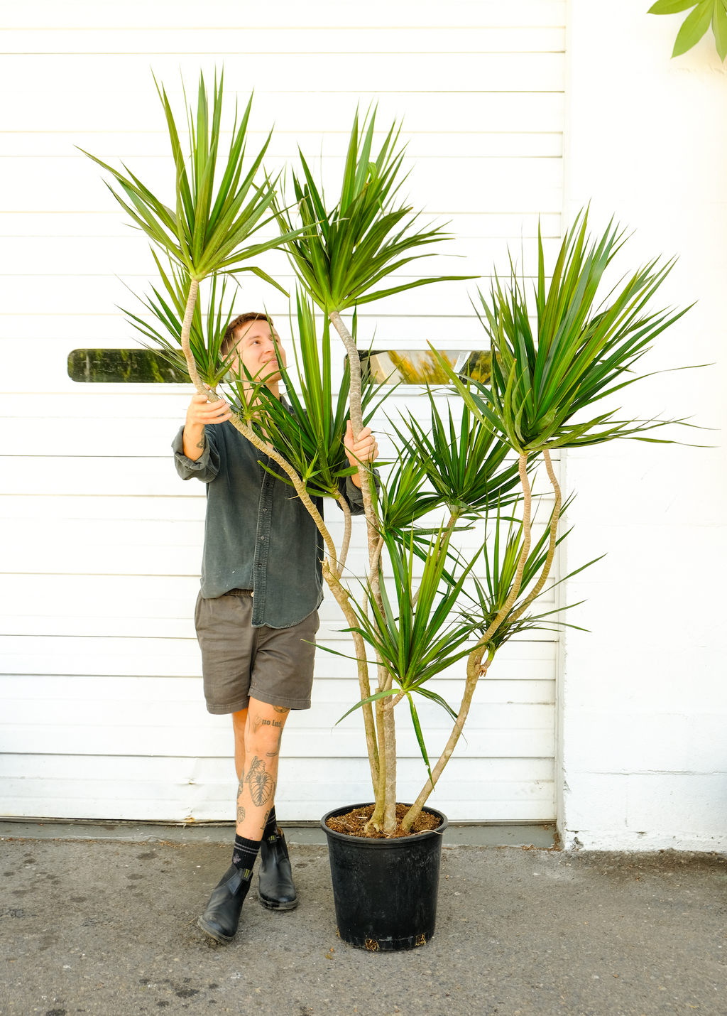 dracaena marginata precio Dracaena marginata XL – ARIUM BOTANICALS