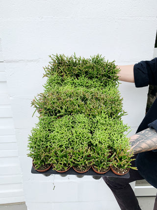 2" Rhipsalis sp.