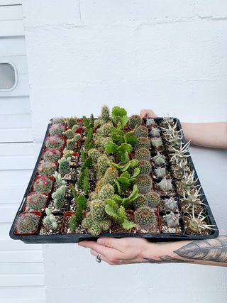Cacti Assortment