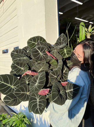 Alocasia reginula 'Black Velvet'
