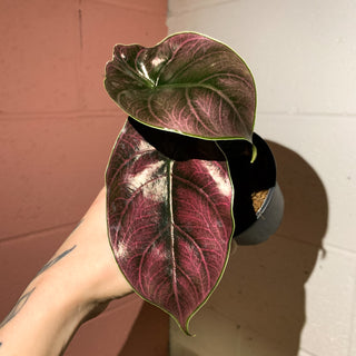 Alocasia azlanii