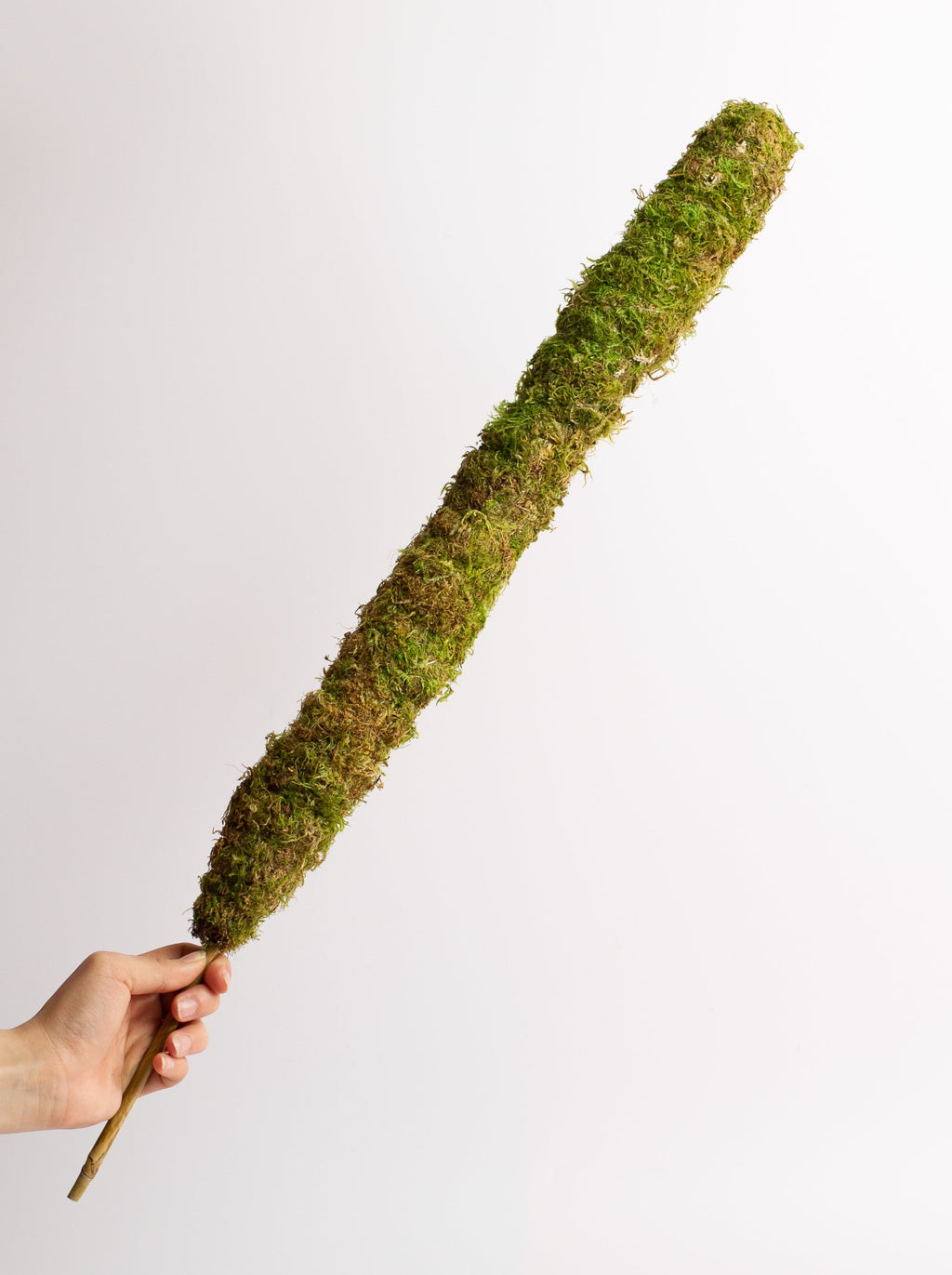 green moss pole Moss Pole – ARIUM BOTANICALS