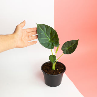 Alocasia 'Regal Shield'