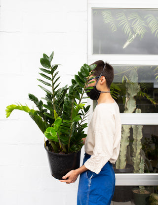 Zamioculcas zamifolia "ZZ Plant" XL