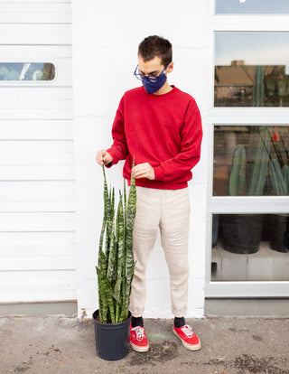 Dracaena zeylanica XL