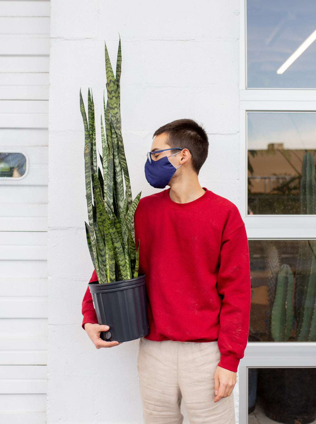 dracaena zeylanica Dracaena zeylanica XL