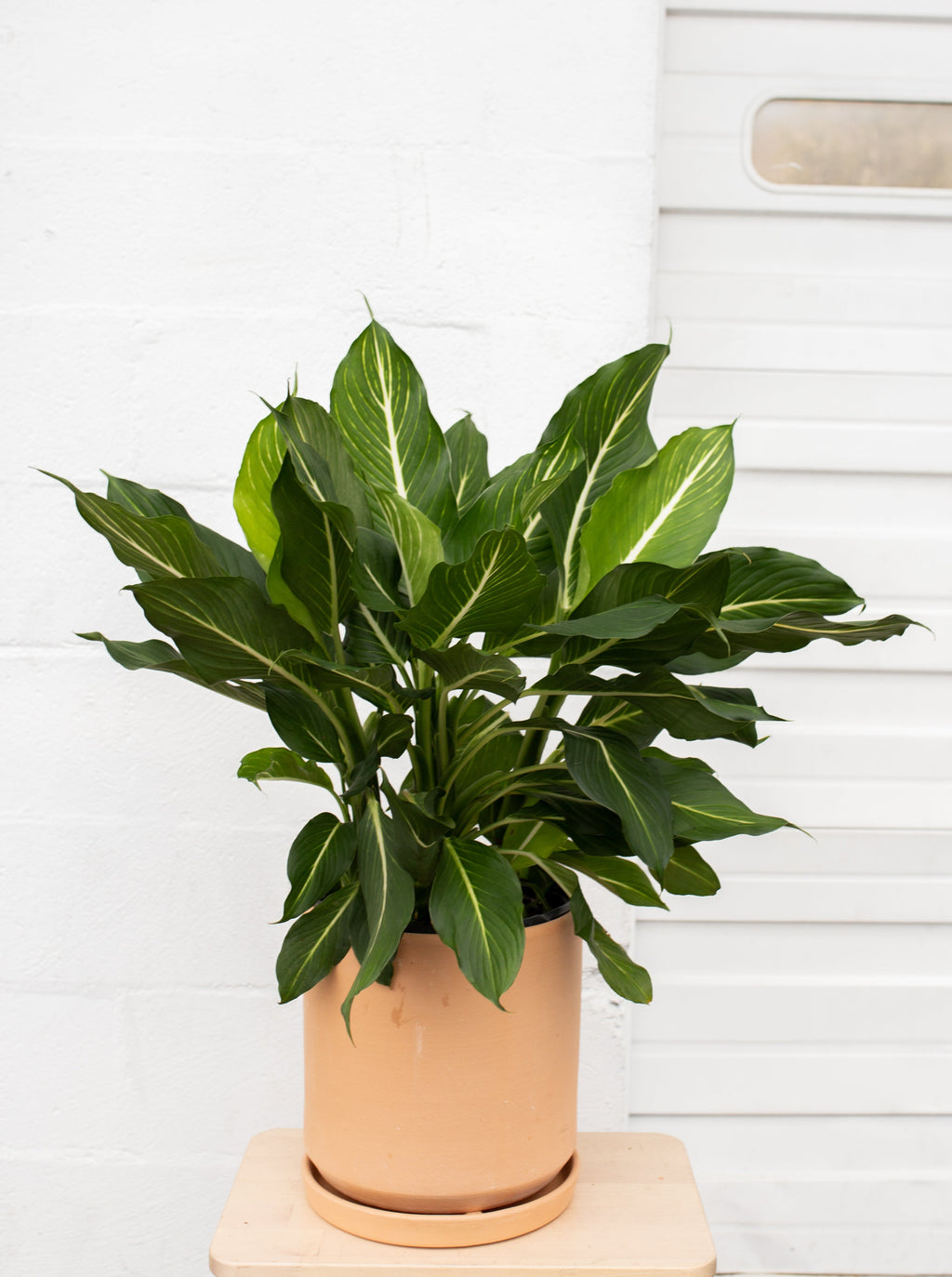 Dieffenbachia sterling – ARIUM BOTANICALS