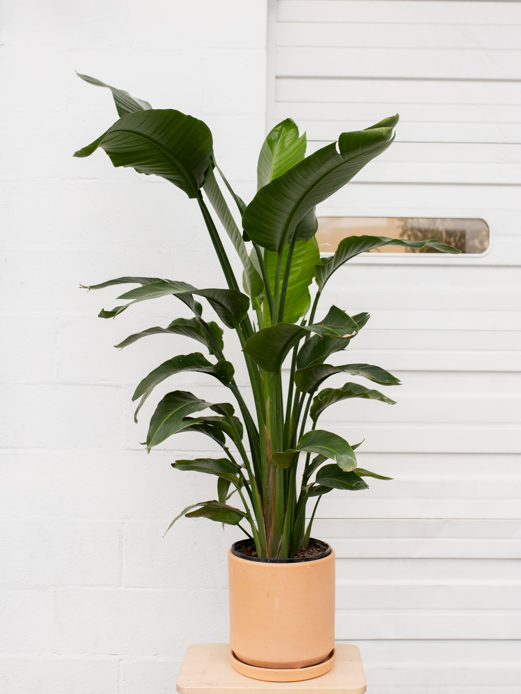 Strelitzia nicolai 'Bird of Paradise' – ARIUM BOTANICALS
