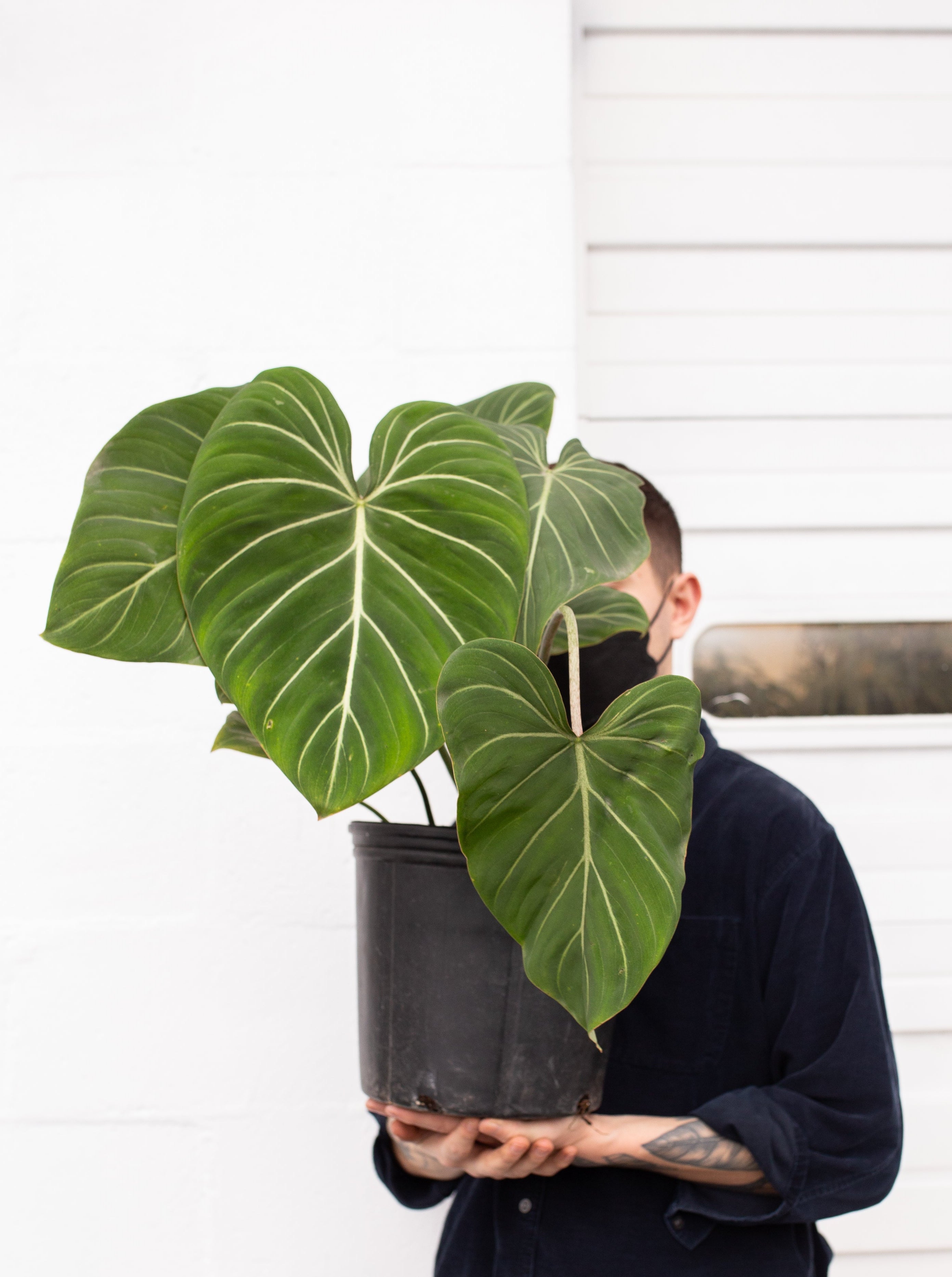 Philodendron gloriosum – ARIUM BOTANICALS