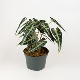 Alocasia "Bambino"