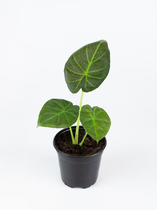 Alocasia 'Regal Shield'