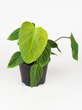 Philodendron 'fuzzy petiole'