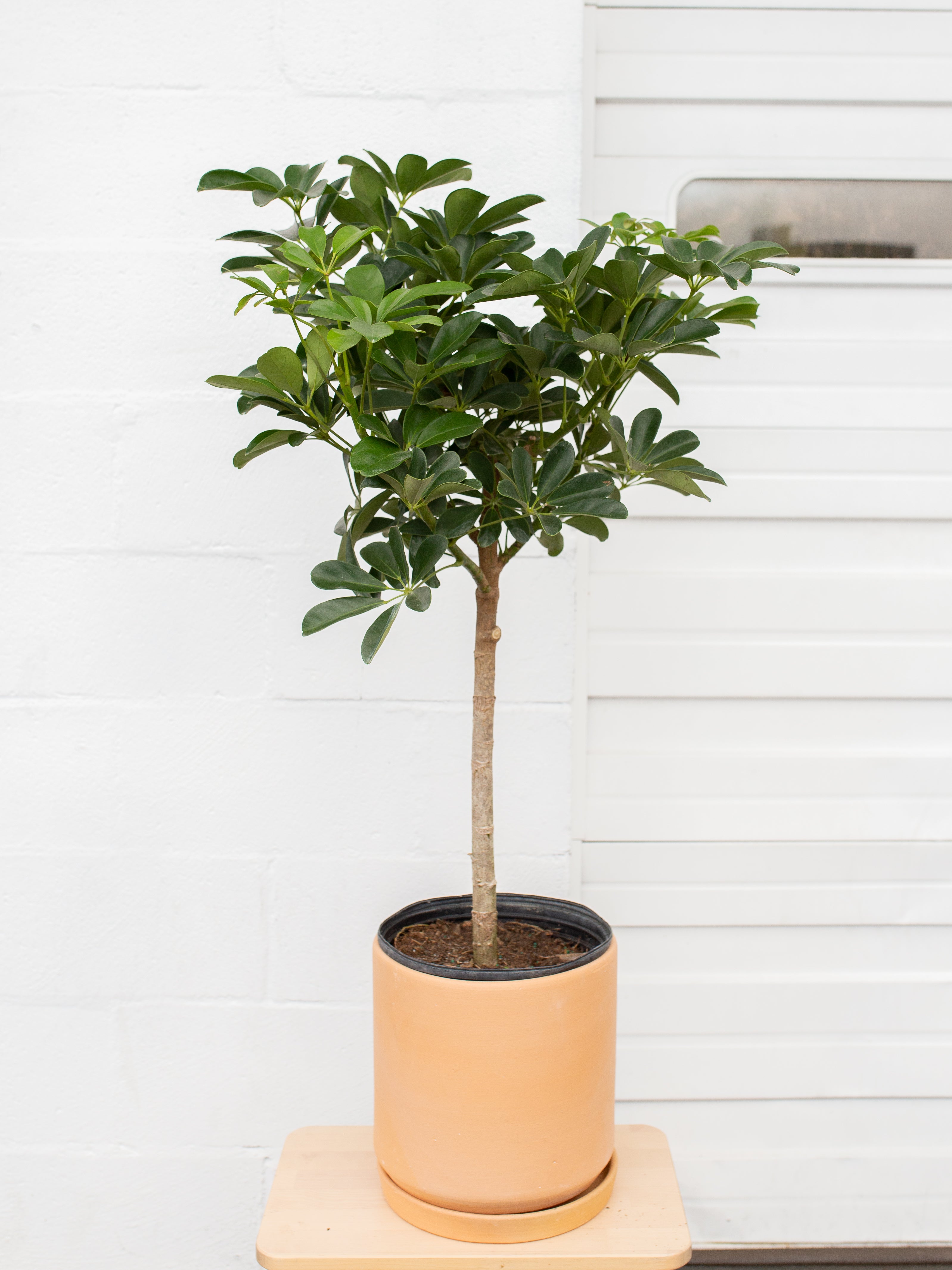 Schefflera arboricola – ARIUM BOTANICALS