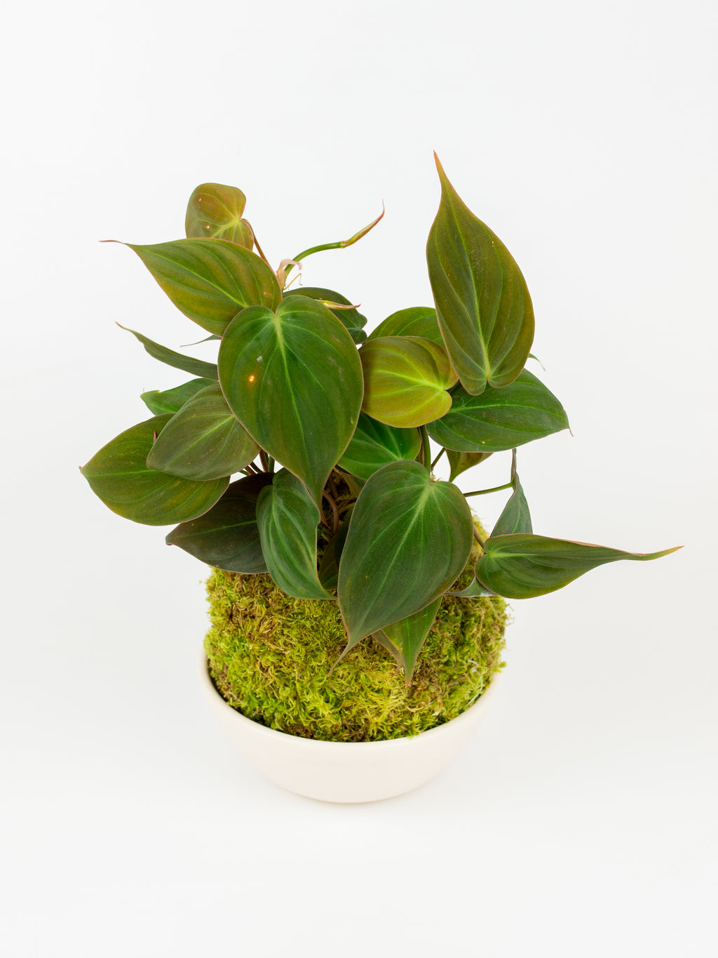 philodendron kokedama Philodendron micans Kokedama (苔玉)