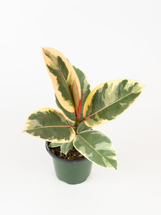 Ficus elastica 'Tineke'