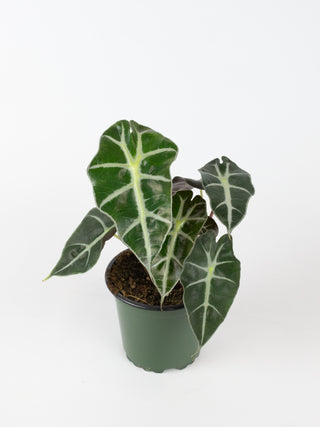 Alocasia 'Polly'