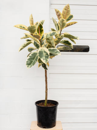 Ficus elastica "Tineke"