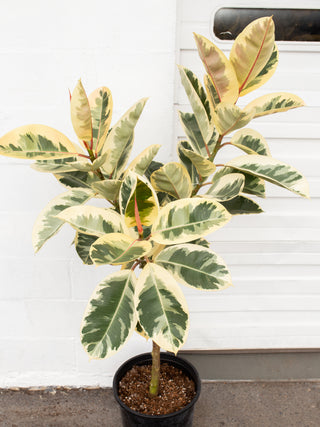 Ficus elastica "Tineke"