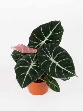 Alocasia reginula 'Black Velvet'